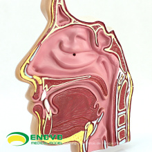 THROAT04-1 (12509) Anatomie Nase Nasenhöhle Anatomisches Modell